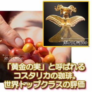 ゴールドチェリー デカフェ コーヒーチェリー