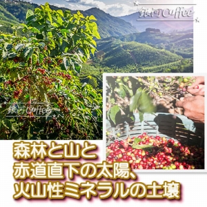 ゴールドチェリー デカフェ 栽培環境