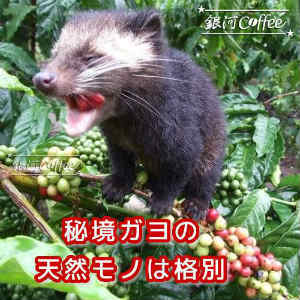 ドリップバッグ ジャコウネコの体内で発酵「コピ・ルアック（ガヨ高地