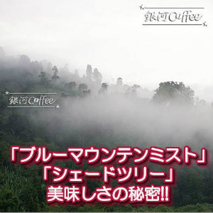 ブルーマウンテンミスト