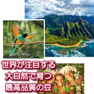 パラダイスビーン 楽園