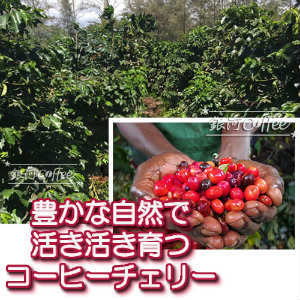 パラダイスビーン 天日乾燥