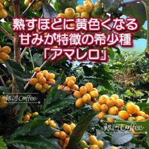 アマレロ イエローブルボン