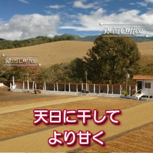 アマレロ 天日乾燥