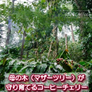 セイントマウンテン マザーツリー