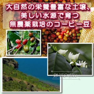 セイントマウンテン 無農薬栽培