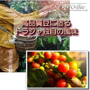 トラジャ 高品質 
