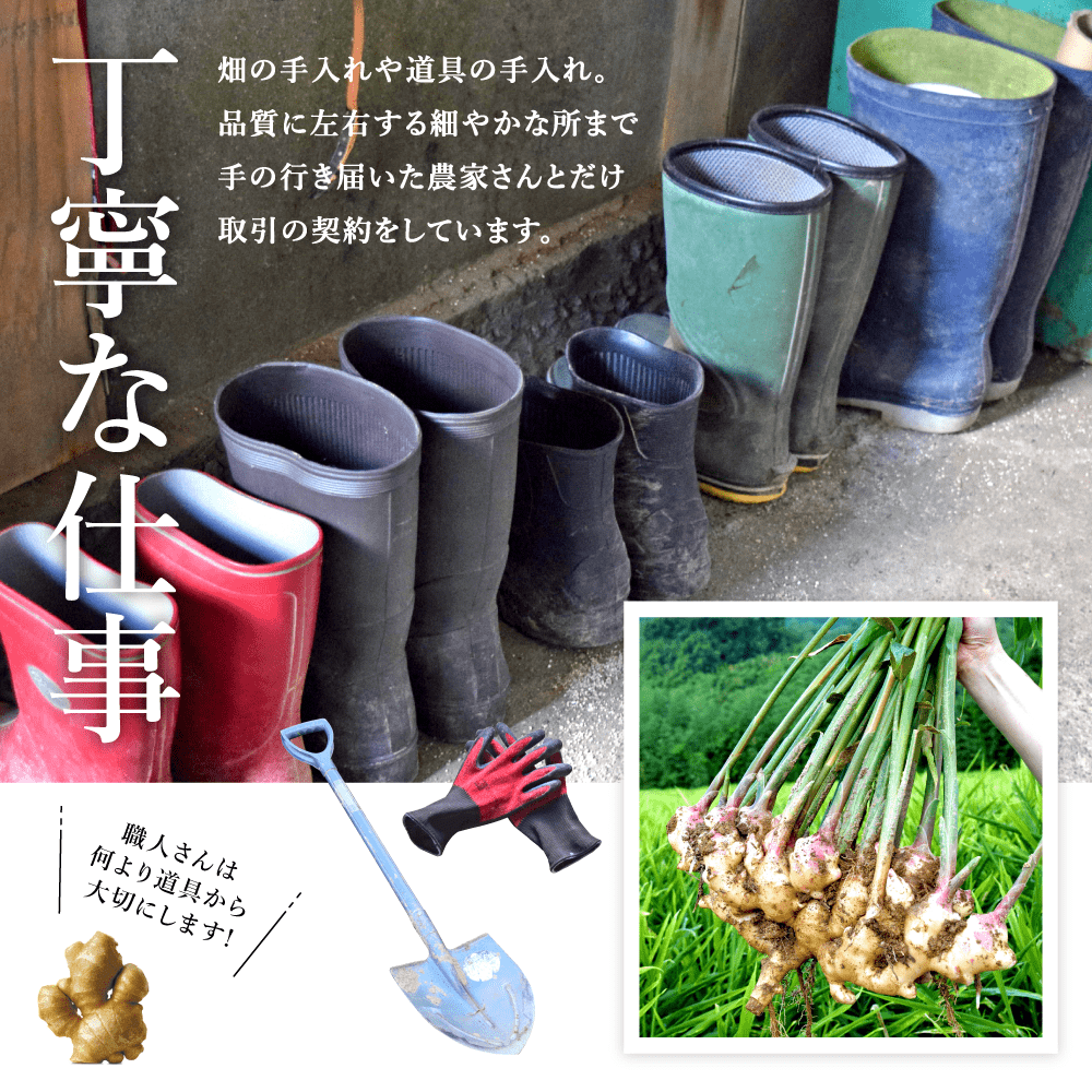 無農薬 生姜 1kg 熊本県産 国産 送料無料 生姜 しょうが ショウガ 根