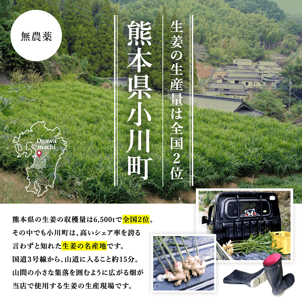 無農薬 生姜 1kg 熊本県産 国産 送料無料 生姜 しょうが ショウガ 根