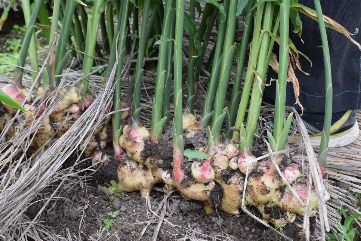 無農薬 生姜 1kg 長崎県産 国産 送料無料 しょうが ショウガ 根 無農薬 生姜 1kg 長崎県産 国産 送料無料 しょうが ショウガ 根