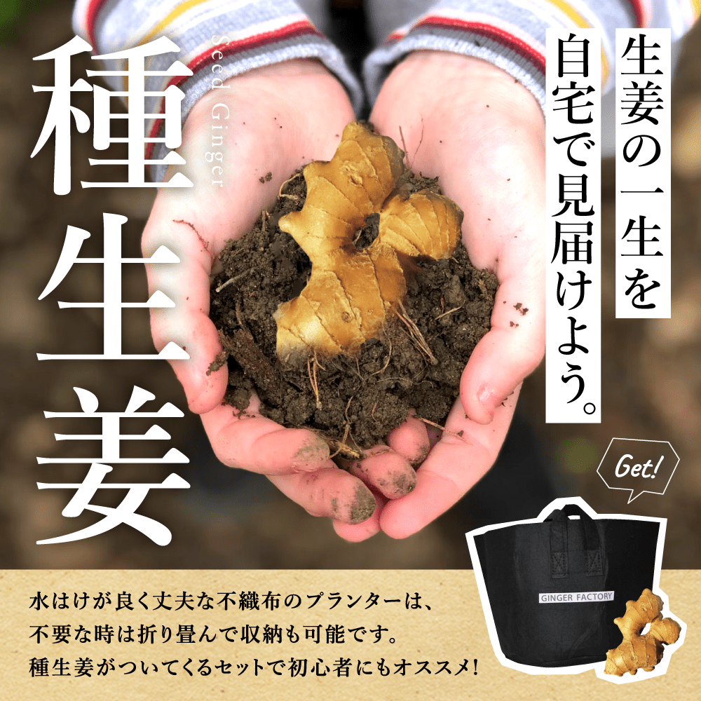 無農薬 生姜 1kg 高知県産 国産 送料無料 生姜 しょうが ショウガ 根