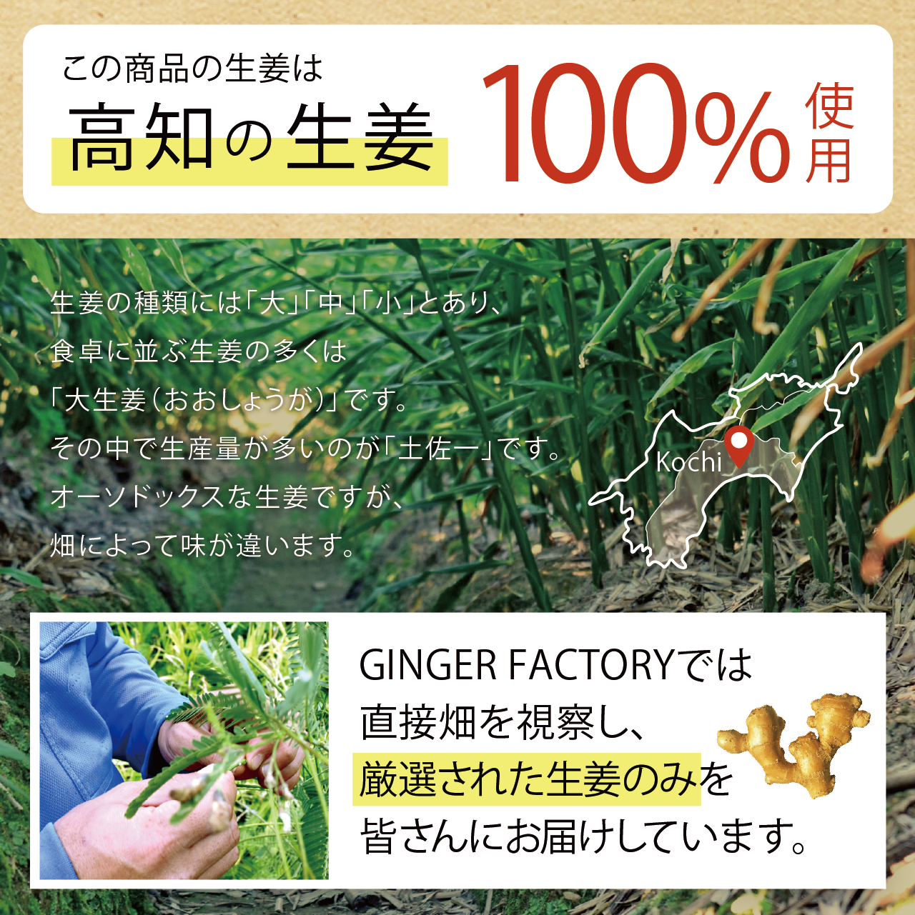 “生姜紅茶5"