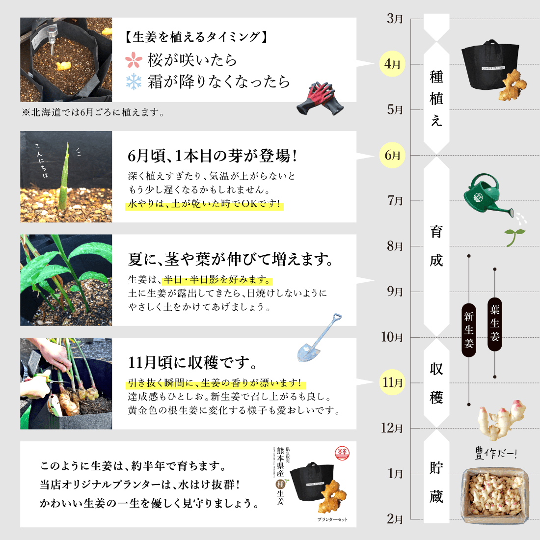 種生姜 熊本県産無農薬生姜 1kg 国産 生姜 生姜栽培 しょうが栽培 家庭