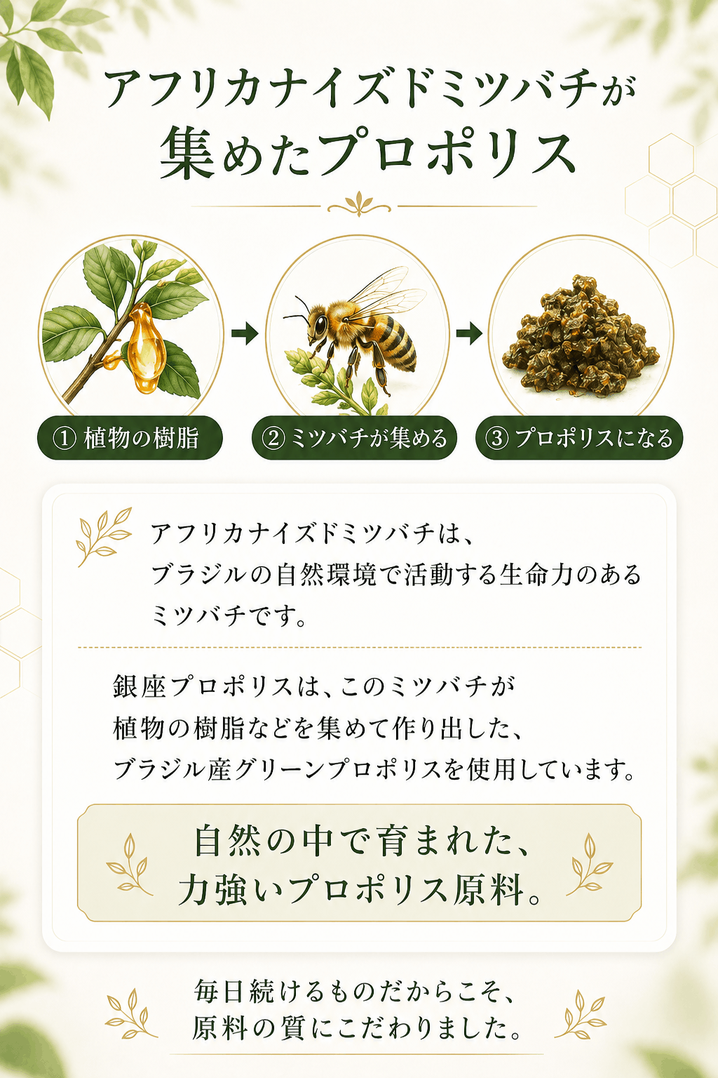 訳あり 賞味期限間近27年3月】銀座プロポリス 90日分 ブラジル産