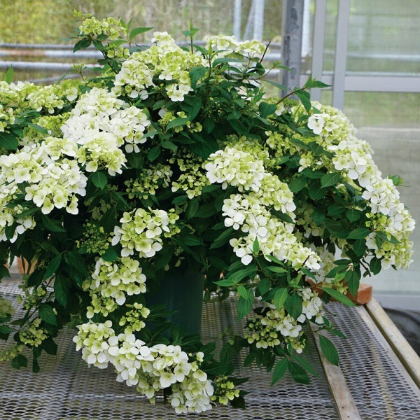 と*む様 ラグランジアシャンデリーニ・クリスタル・ヴェール2紫陽花5号鉢植