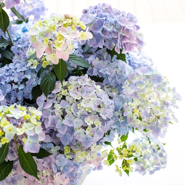 と*む様 ラグランジア　シャンデリーニ・クリスタル・ヴェール2　紫陽花　5号鉢植 2025年5月上旬お届け商品 アジサイ 母の日 ラグランジア