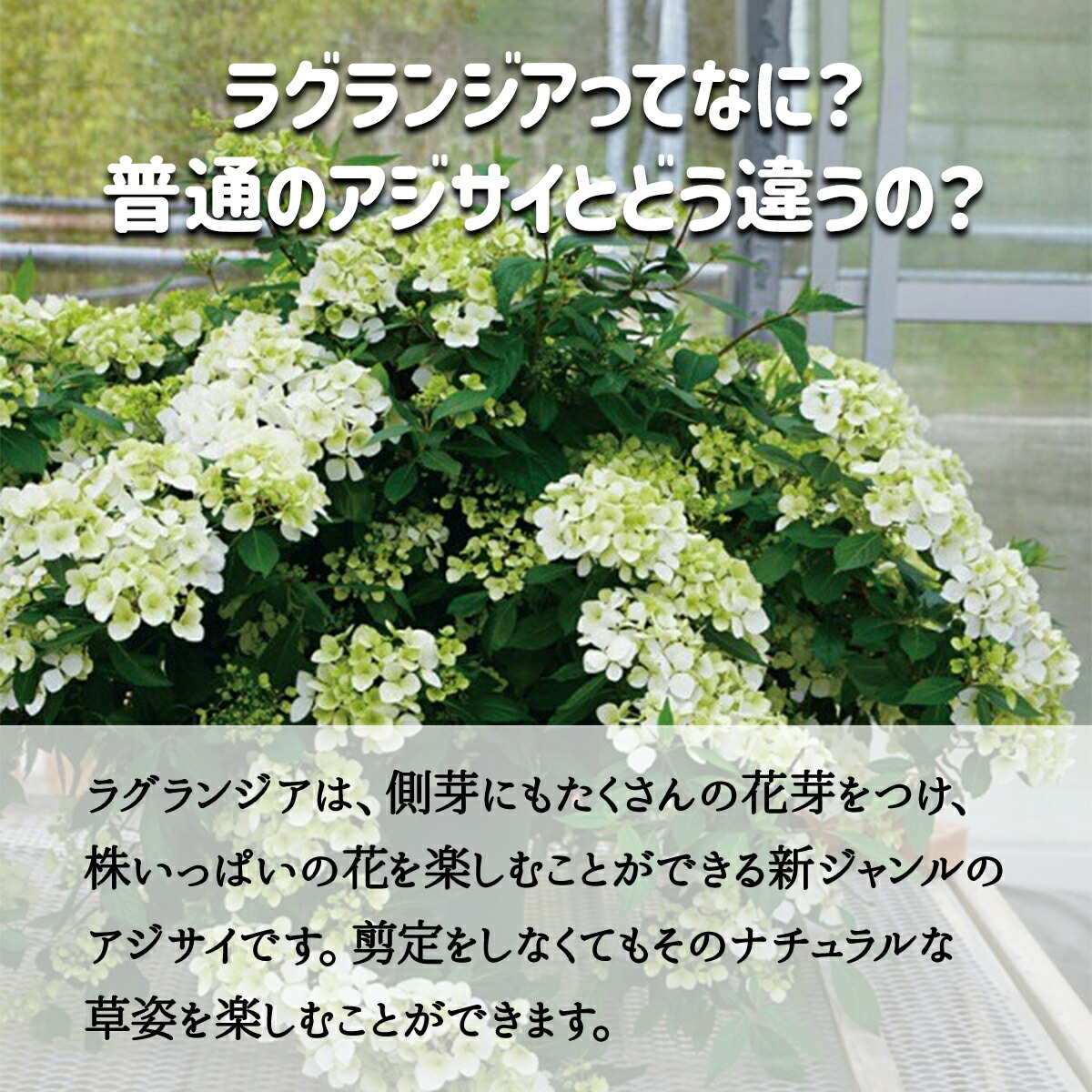 2025年5月上旬お届け商品 アジサイ 母の日 ラグランジア