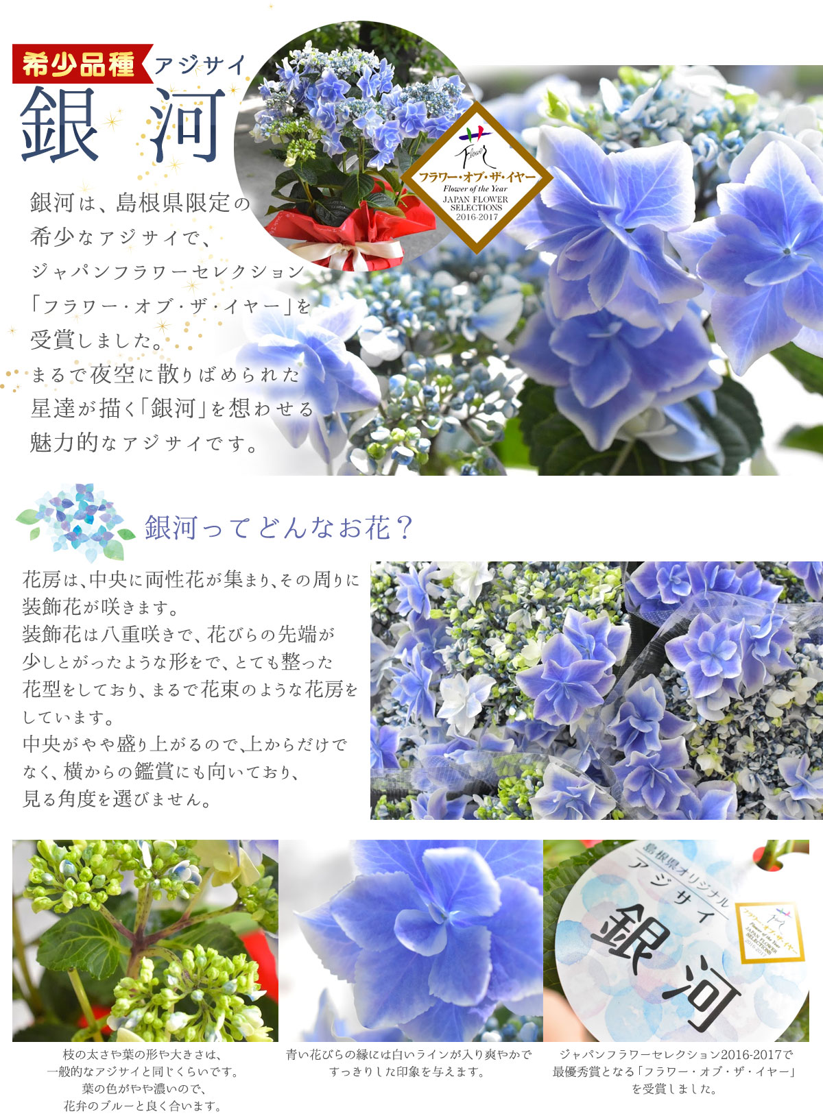 品種紹介｜島根県アジサイ研究会公式サイト