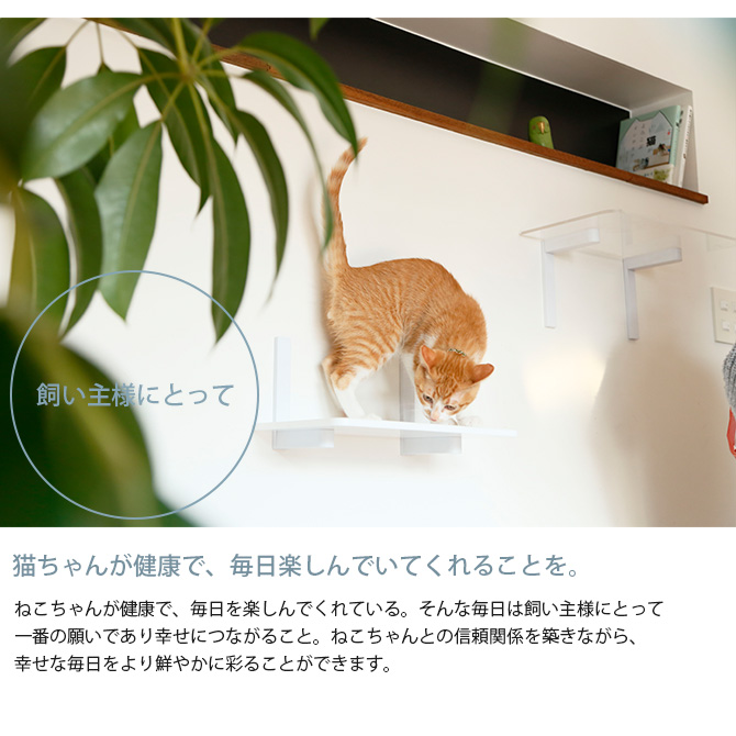 代引不可 猫 キャットステップ キャットウォーク 壁 Diy Animacolle アニマコレ Catroad キャット ワイドステップ 3点セット 国産 Www Thedailyspud Com