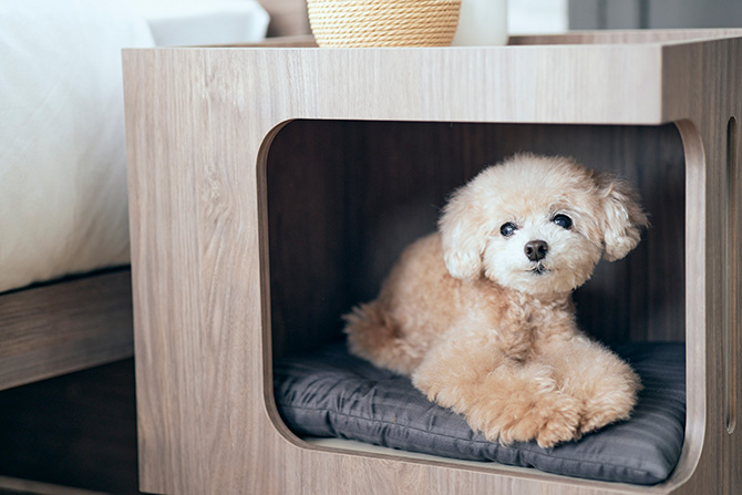 ☆送料込☆ワンちゃん用ハウス付サイドテーブル　天然木　犬　ペット用 Amazon | ペットハウス付きサイドテーブル インテリアペット