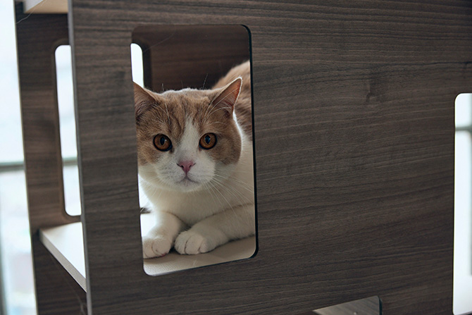 猫用 キャットタワー 棚 ラック パーテーション FrancePet フランス