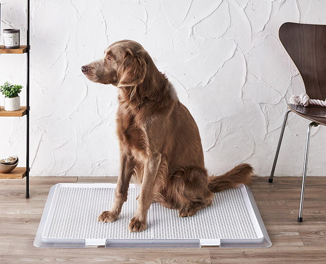 ボンビアルコン しつけるトレー XL メッシュタイプ (犬用トイレ)未開封未使用 Amazon | ボンビアルコン (Bonbi) しつけるトレー XL メッシュ