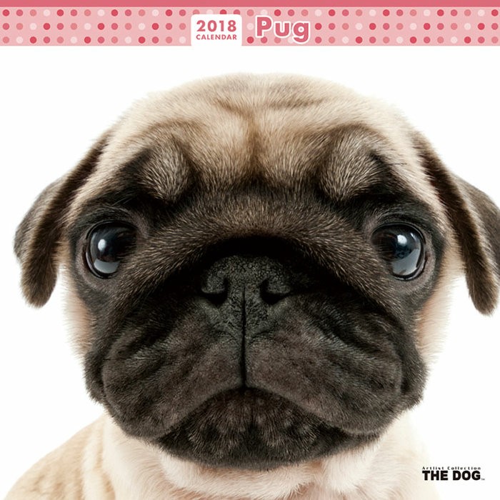 カレンダー 18 壁掛け The Dog シリーズ パグ プレゼントカレンダー 犬 ドッグ リビング お部屋 トイレに 発売中 Tcl Zakka Green 通販 Yahoo ショッピング