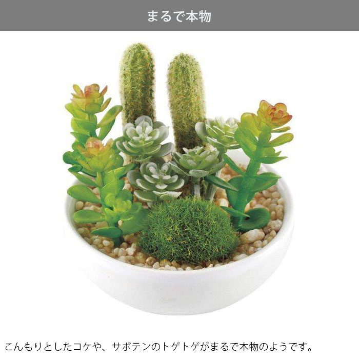 観葉植物 フェイク 卓上 人工観葉植物 フェイクグリーン 消臭 抗菌 消臭アーティフィシャルグリーン サキュレントリフレリウム M 丸型 CT触媒 :  th289190 : zakka green - 通販 - Yahoo!ショッピング