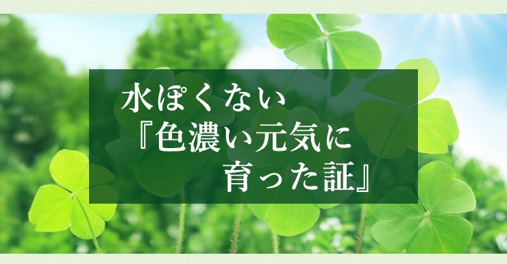 フルボ酸配合有機資材】特濃パワーの泉 5L : tiip-5000 : グラスアート