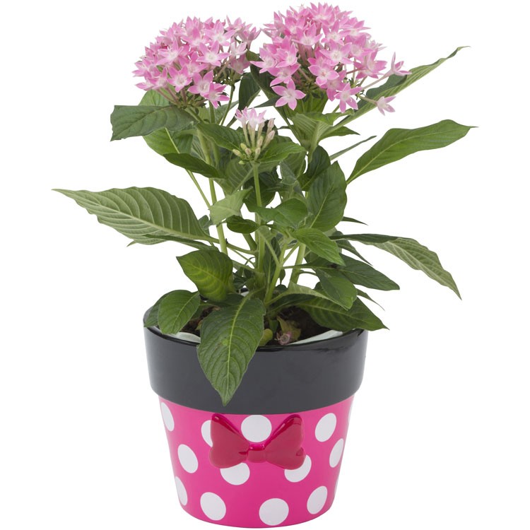 プランター 店 セット かわいい プランターカバー 鉢 ポット 小物入れ 庭 D ミッキーマウスamp フレンズ タカショー Td Pc01