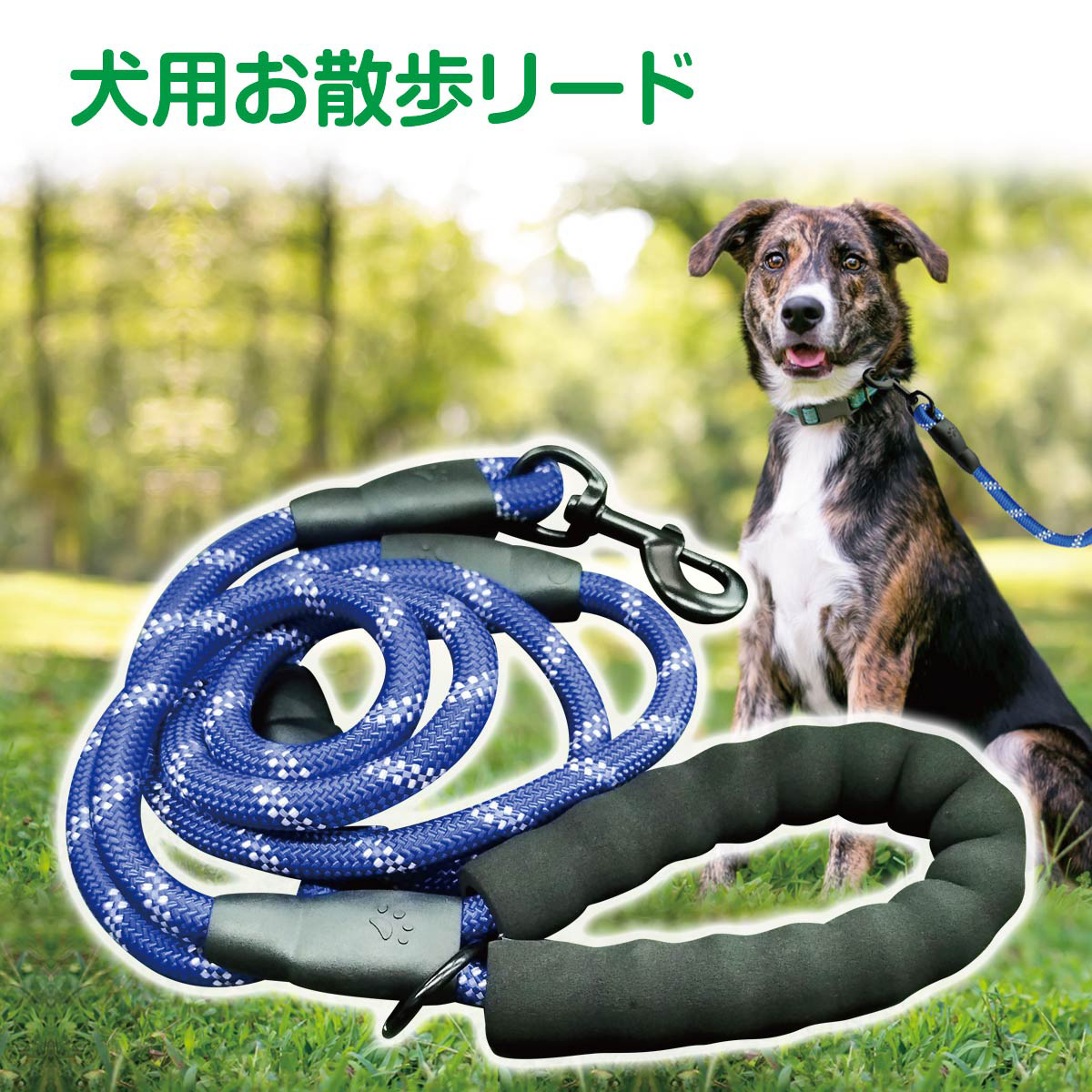 pet-lead02-01a.jpg
