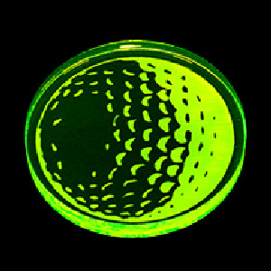 【2023年新デザイン】ライト X-658 蛍光マーカー グリーンマーカー アクリル【全9種】【ゴルフ】｜golfhands｜07