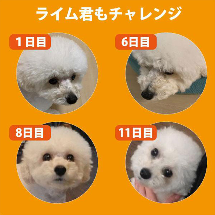 犬用サプリメント チキン味 35粒入り 目の健康維持 目のサプリ フリーズドライ 涙焼けケア ドライアイ 目やに 白内障 グレインフリー ペットアイズ PETEYES |  | 12