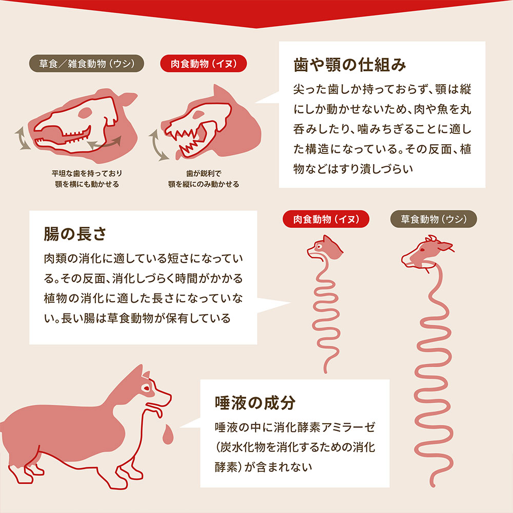 ACANA アカナ シニアドッグレシピ 11.4kg 高齢犬用 シニア犬用 全犬種用 ドッグフード ドライフード アカナファミリージャパン | チャンピオンペットフーズ | 09