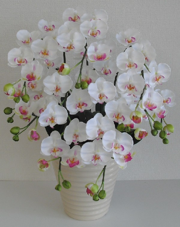 日本最大級 胡蝶蘭 鉢植 S 普通 サイズ 5本立 白 リップ 薄赤 白鉢 造花 光触媒 空気清浄 アートフラワー 独創的 Www Technet 21 Org