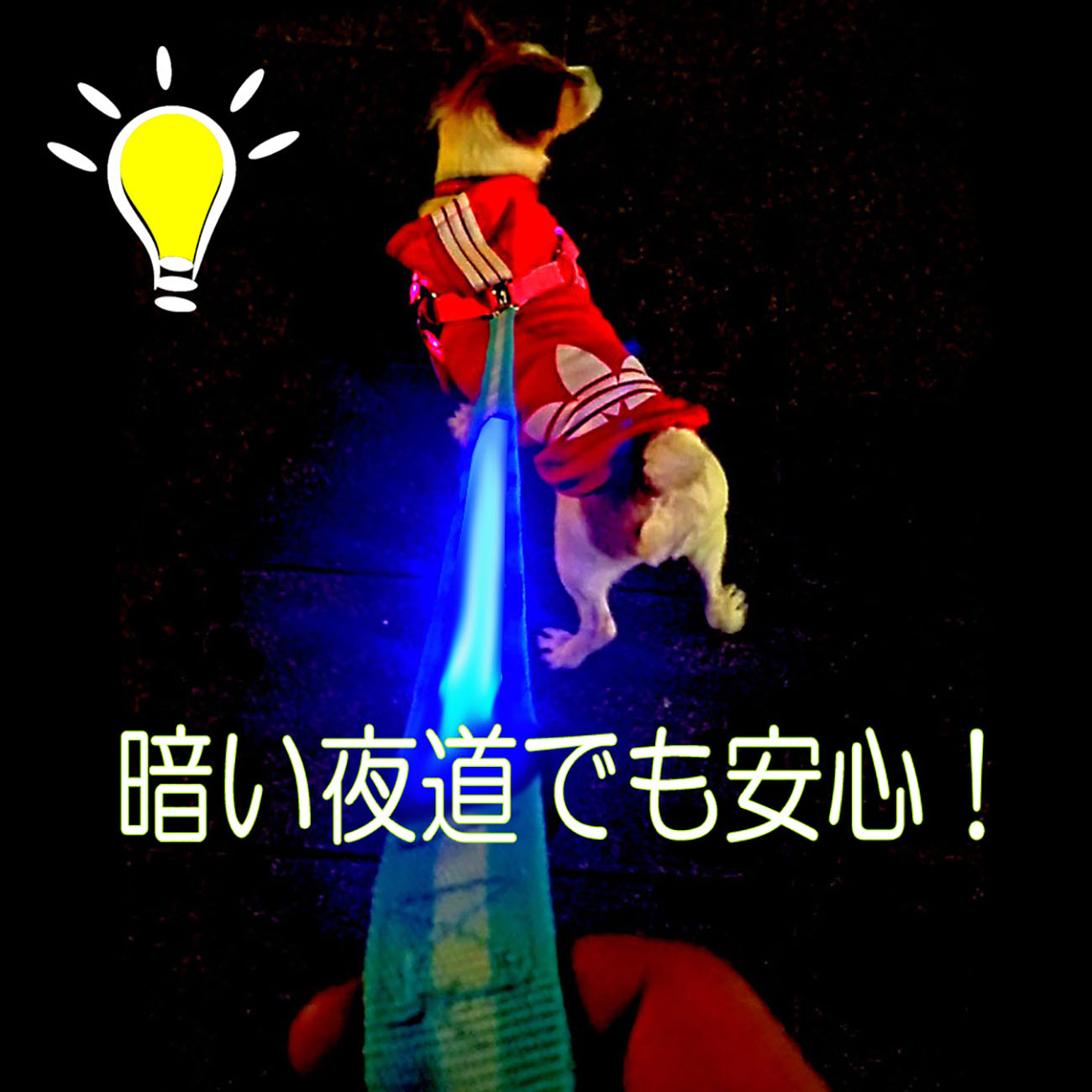 リード 犬 LED 光る ペット 充電式 太さ2.5cm 夜の 散歩 グッズ イヌ