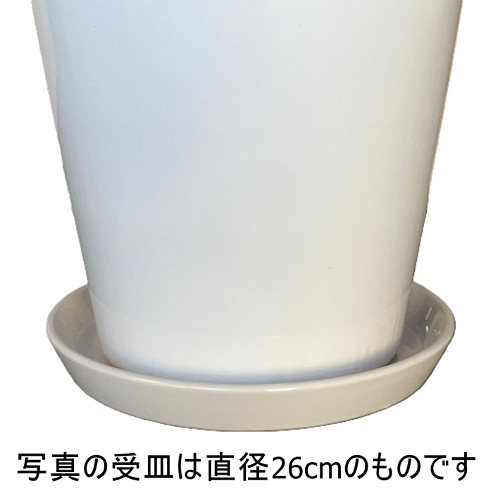 白樺（植木鉢）｜鉢、プランター｜園芸用品 | 花、ガーデニング の商品