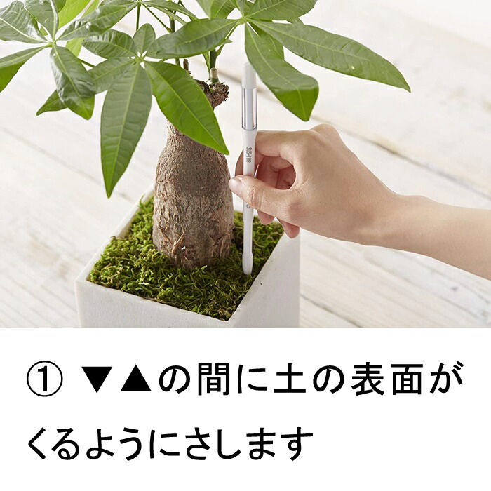 送料無料 水やりチェッカー SUSTEE サスティー Sサイズ ホワイト キャビノチェ 直径6〜9cm位の鉢用 水分計 サスティ ◆クリックポスト(メール便) 関連画像2
