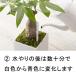 送料無料 水やりチェッカー SUSTEE サスティー Sサイズ ホワイト キャビノチェ 直径6〜9cm位の鉢用 水分計 サスティ ◆クリックポスト(メール便) 関連画像3