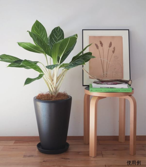 訳あり 陶器鉢 WY 丸深型 黒 つや無 S 27cm 12リットル 植木鉢 受皿別売 屋外 室内 [of20] |  | 02