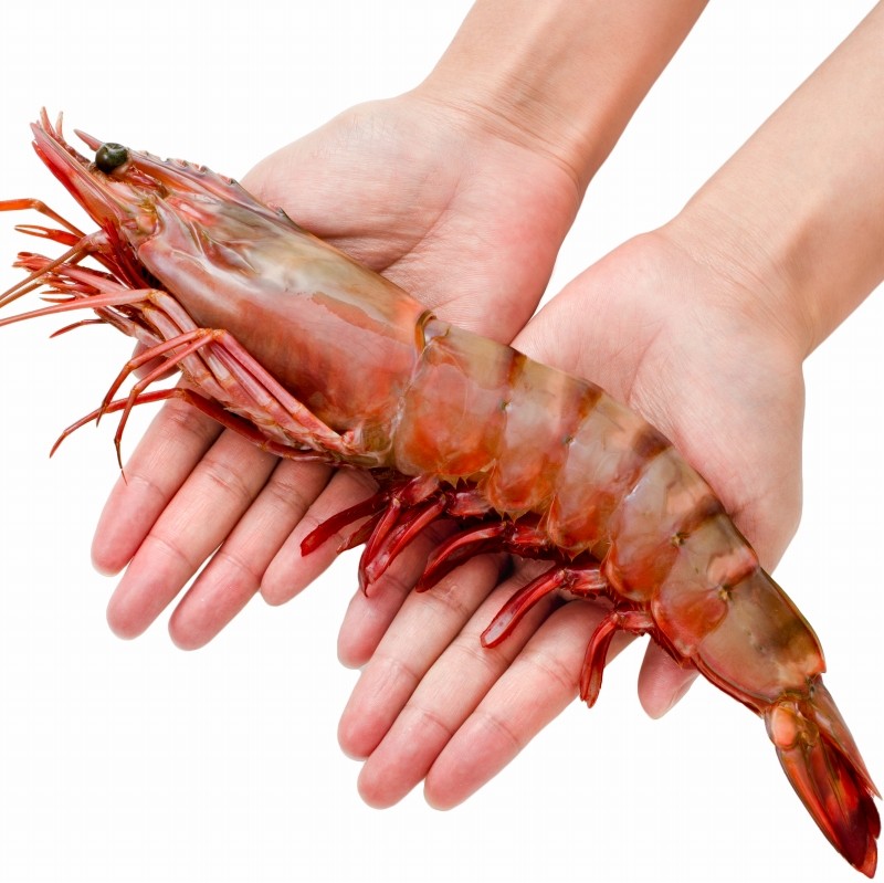 欲しいの 皇帝の海老 エビsea 12 えび 1尾180 230g 12尾 シータイガー 天然 皇帝の海老 Sea 12 エビ エビ えび 12尾 天然シータイガー エビ