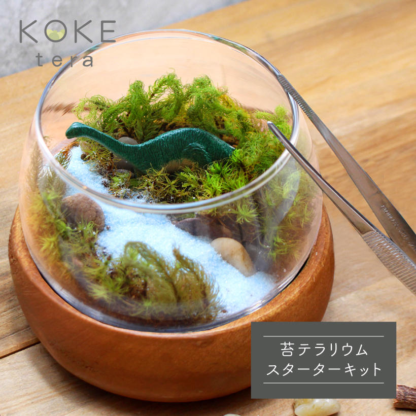 苔テラリウム恐竜TOP