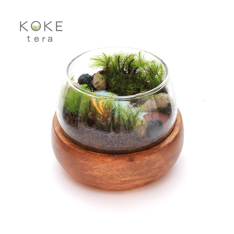 苔テラリウム拡大