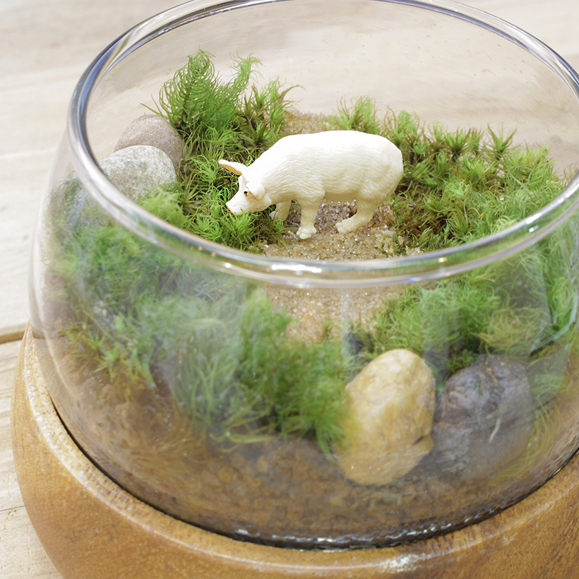 苔テラリウム豚拡大