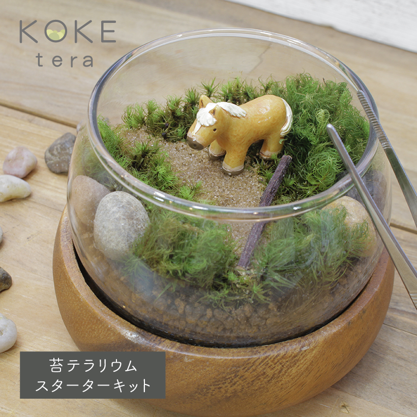 苔テラリウム馬TOP