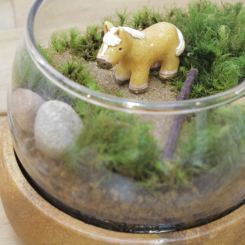 苔テラリウム馬拡大