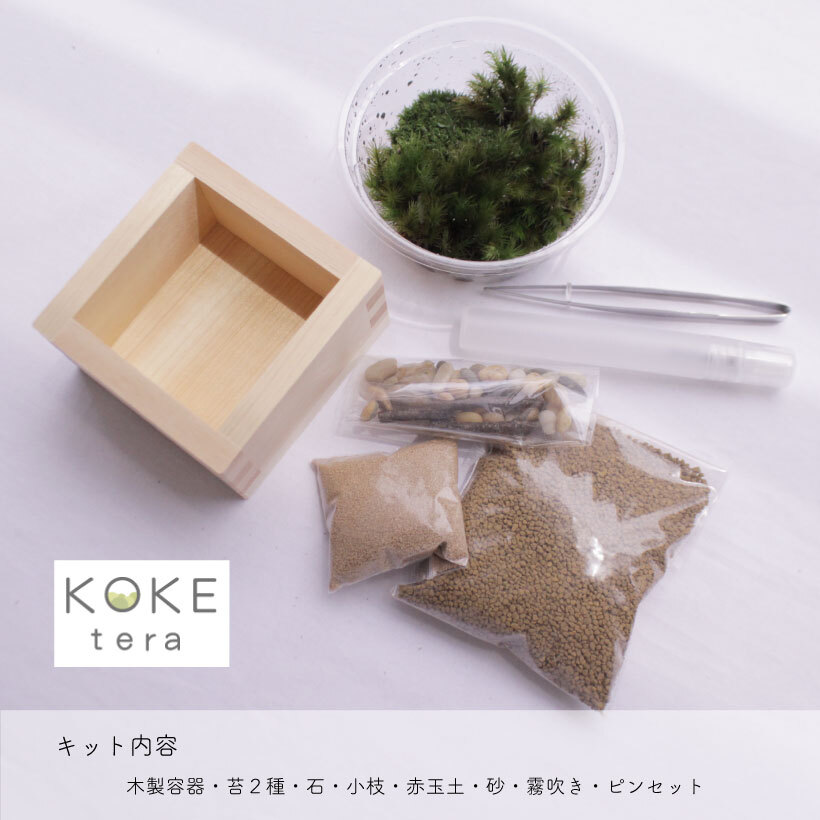 和風 苔テラリウム キット 檜 檜枡 ヒノキゴケ タマゴケ [ GRACE HOME