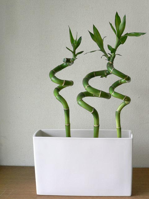 すべての美しい花の画像 新鮮な竹 みたい な 観葉 植物