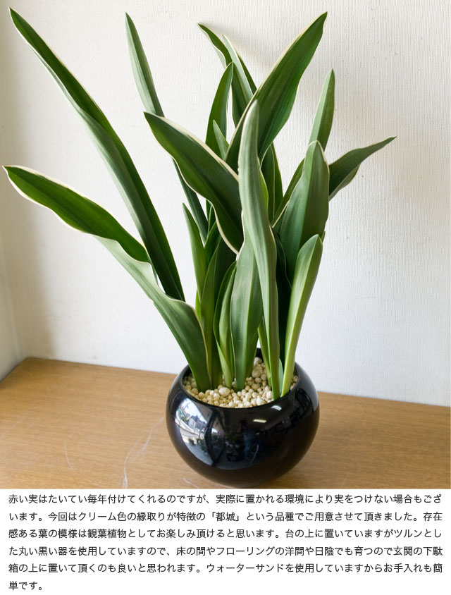 ラブリー観葉 植物 おもと すべての美しい花の画像