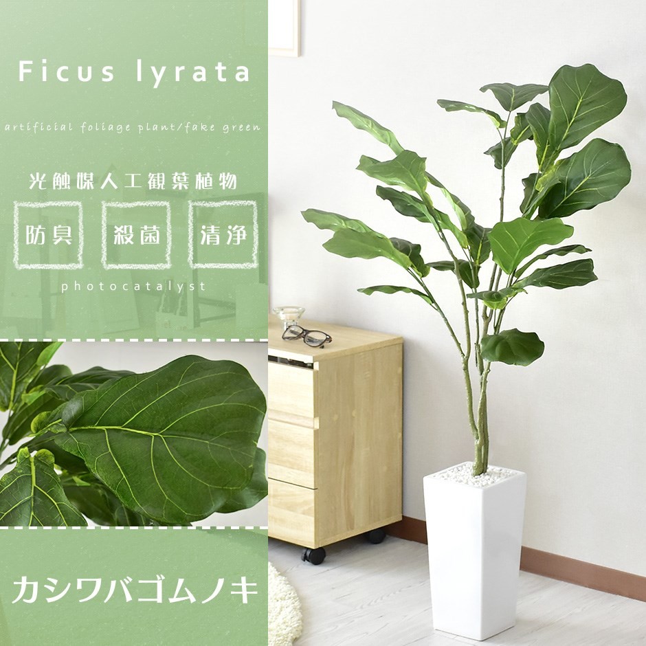 破格！大型カシワバゴムノキ
約2m観葉植物 楽天市場】観葉植物 大型 カシワバゴム ゴムの木 フィカス